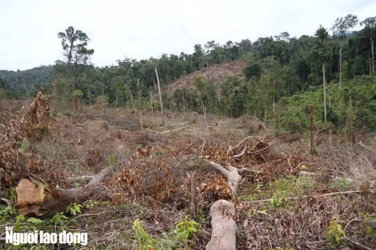 Thiệt hại gần 500 m3 gỗ, trên tổng diện tích rừng bị triệt hạ gần 7 ha tại tiểu khu này.