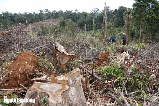 Hiện vụ việc đã được Phòng Cảnh sát Kinh tế Công an tỉnh Lâm Đồng (PC46) vào cuộc điều tra làm rõ.