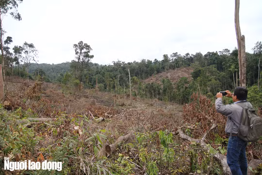 Rừng trên 2 quả đồi thuộc của tiểu khu này bị triệt hạ la liệt.