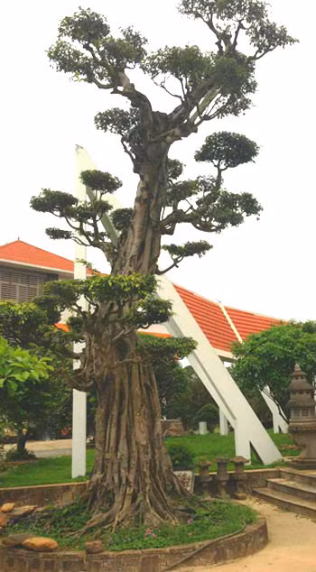 Khu vườn rộng 15ha với 5ha đất trồng và 10 ha mặt nước được ông thuê lại của thành phố. Ảnh: Vietnamnet.