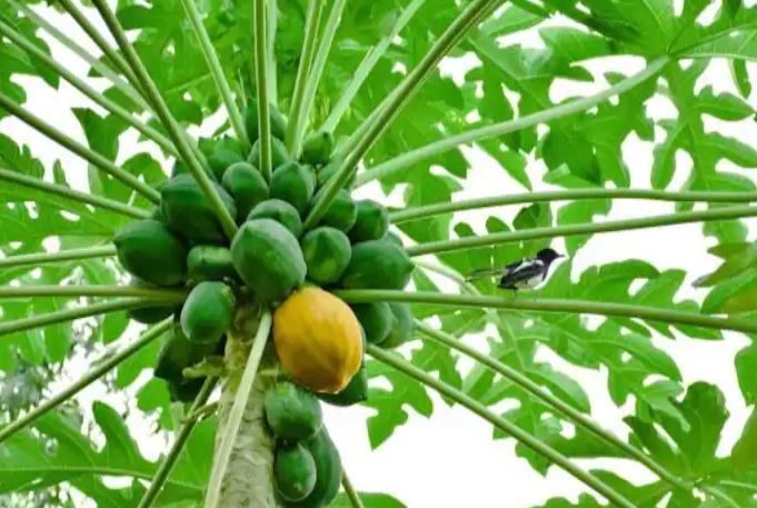 Ngoài ra, beta-sitosterol và quercetin trong đu đủ xanh có thể giúp thúc đẩy sự hấp thụ cholesterol của ruột, do đó làm giảm lượng cholesterol trong máu và nguy cơ mắc các bệnh tim như đột quỵ và đau tim. Magiê cũng giúp duy trì nhịp tim khỏe mạnh. Ảnh: HS.