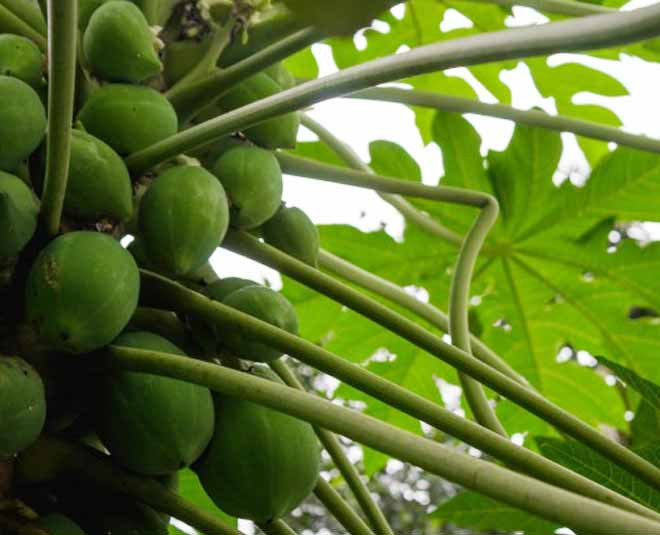 5. Kiểm soát bệnh tiểu đường: Theo kết quả nghiên cứu, một lượng lớn khoáng chất như kali, magiê, kẽm, crom và canxi trong đu đủ xanh có thể giúp duy trì lượng đường trong cơ thể và kích thích giải phóng insulin. Ảnh: HZ.