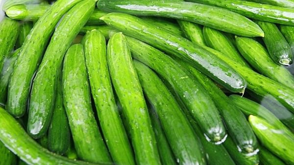 Hình dáng quả dưa: Khi mua dưa không nên mua những quả dưa phình ra - to ở giữa bởi đây là những quả dưa già, ruột nhiều hạt và nhiều nước, ăn cũng không ngon. Chỗ phình to có thể chứa nhiều hóa chất nhất. Thêm vào đó, những quả dưa bị nhiễm chất kích thích khi ăn thường sẽ rất nhạt, không có vị thanh mát và ngọt như dưa sạch, đôi khi còn ngửi thấy mùi hắc khó chịu, ngoài ra, dưa leo có chất kích thích còn mềm và dễ nát.