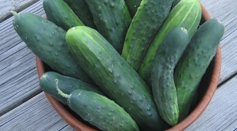 Khi chọn mua dưa chuột cũng nên lưu ý chọn quả đều màu, cầm chắc tay, không có vết thâm hay màu ố vàng. Những vết ố vàng trên dưa chuột cho thấy chúng đã bị để lâu và bắt đầu có dấu hiệu bị hỏng hoặc bị bơm hóa chất, những quả dưa này thường sẽ ăn không ngon và có thể có vị đắng, không nên mua.