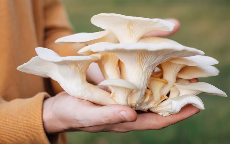 Dù là loại nấm nào đi chăng nữa khi trồng vẫn có nhiều tạp chất, bụi bẩn bám vào nấm, nếu đem nấu ngay có thể không tốt cho sức khỏe người ăn.