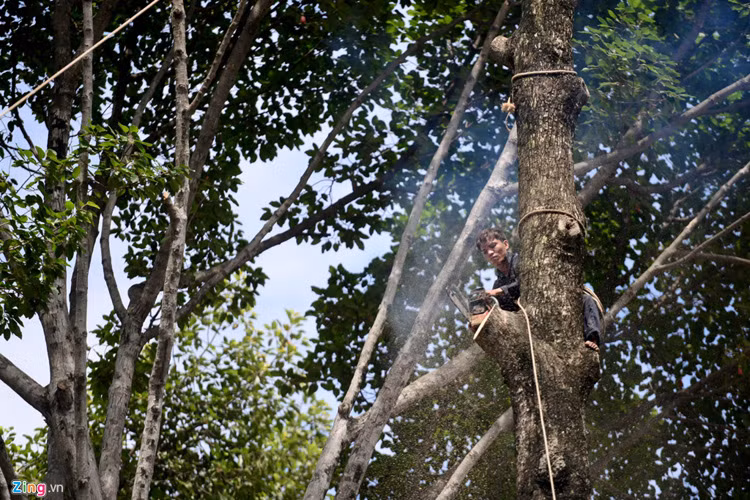 Do vậy, khi triển khai thi công tường vây có chiều sâu 50 m sẽ cắt đứt hệ rễ, cành tán có nguy cơ mất ổn định và đổ ngã đe dọa đến sự an toàn của người thi công, thiết bị thi công, đặc biệt là công trình nhà dân ngay bên cạnh.