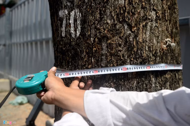 Việc di dời, đốn hạ 28 cây xanh nhằm đảm bảo an toàn cho quá trình thi công, nhà dân xung quanh. Theo Sở GTVT, tiêu chí đốn hạ cây xanh đợt này là các cây có khả năng sinh chồi, ngọn kém; cây bị sâu bệnh, cong nghiêng, già cỗi, cây phân cành, nhánh cao... có nguy cơ gãy cành, tét nhánh khi có mưa, giông, gió.