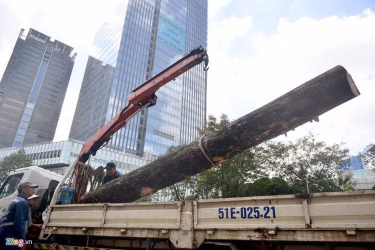 Số gỗ sau khi đốn hạ sẽ giao cho Khu quản lý giao thông đô thị số 1 (Sở GTVT TP.HCM) sử dụng cho các công trình công ích.