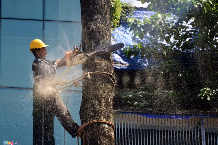 Qua khảo sát, 27 cây phải đốn hạ, 1 cây được bứng dưỡng. Số cây dầu này có chiều cao trên dưới 30 m và có tuổi đời hơn 50 năm.