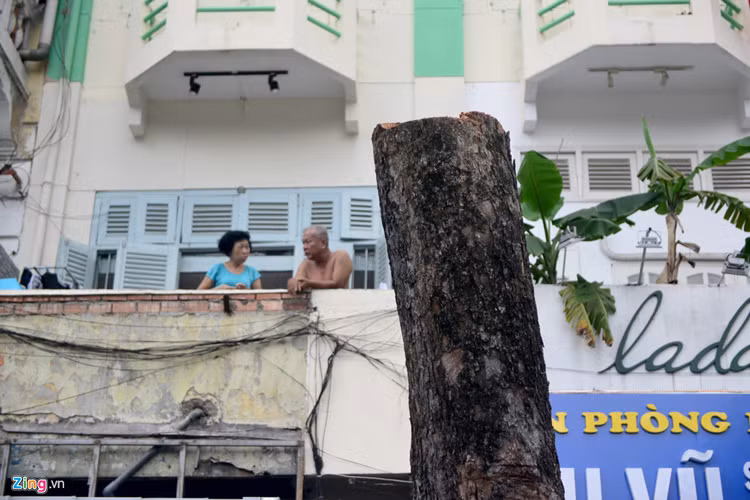 Như vậy, từ năm 2014 đến nay, đây là lần đốn hạ, di dời cây xanh thứ 3 với tổng số khoảng 60 cây xanh nằm trên đường Lê Lợi, nhằm phục vụ cho thi công tuyến metro số 1.