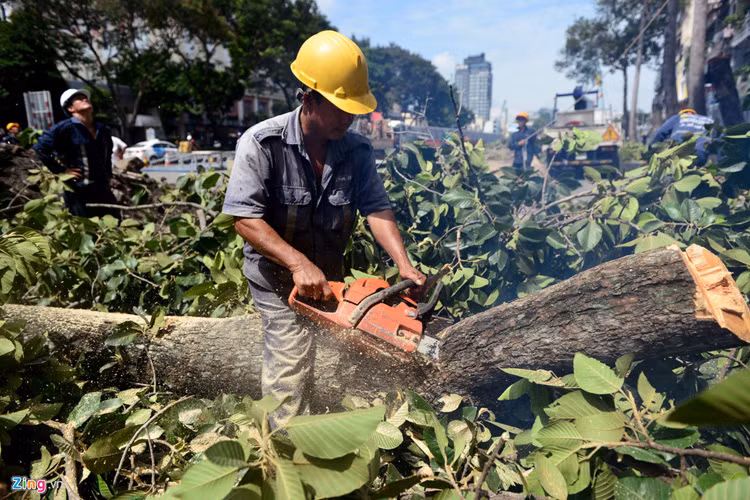 Các công nhân cho biết việc đốn thân sẽ hoàn thành trong ngày hôm nay, sau đó sẽ tiến hành đào gốc dọn mặt bằng cho đơn vị thi công.