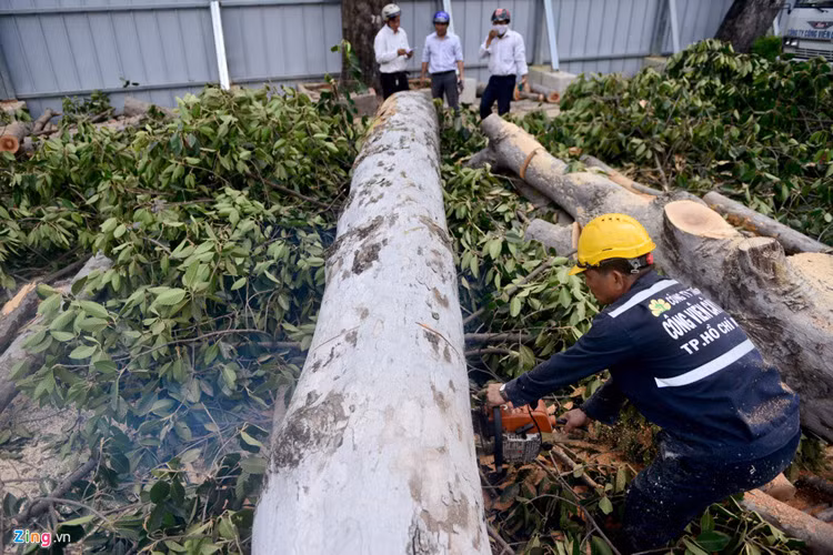 Một số cây có đường kính đến gần nửa mét được cưa thành nhiều đoạn. Đại diện Sở GTVT cũng cho biết thêm việc bứng, dưỡng chuyển đi nơi khác trồng lại số cây này là rất khó và khả năng sống lại của chúng không cao.