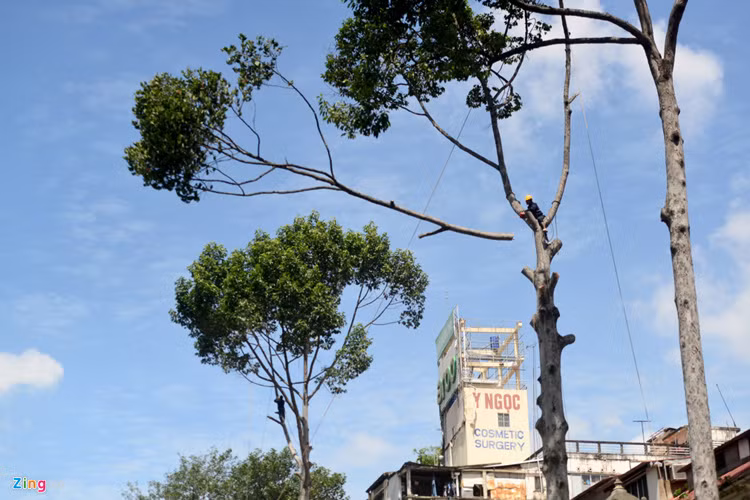 Trước đó, Ban quản lý giao thông đô thị tuyến số 1 cho biết qua khảo sát, đơn vị này nhận thấy trên vỉa hè đường Lê Lợi (đoạn từ Pasteur đến đường Phan Bội Châu) có 28 cây xanh, trong đó có 12 cây nằm trong phạm vi ranh giới giải phóng mặt bằng và 16 cây còn lại có thân nằm ngoại phạm vi nhưng tán cây nằm trong tĩnh không của ranh giải phóng mặt bằng từ 1 đến 1,5m.