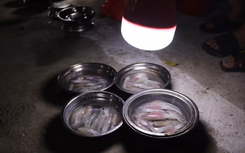 Chị Hoàng Thị Oanh (phường Nghi Thủy, thị xã Cửa Lò) bán mực ở đây được 5 năm, cho biết: "Mực ở đây không bán theo cân mà bán theo mớ, mỗi mớ 50.000-80.000 đồng, tùy vào việc hàng nhiều hay ít. Mỗi đêm gia đình tôi kiếm được khoảng 500.000-700.000 đồng, hôm nào may mắn, câu được nhiều mực kiếm được trên 1 triệu đồng". (Ảnh: Gia đình và Xã hội).