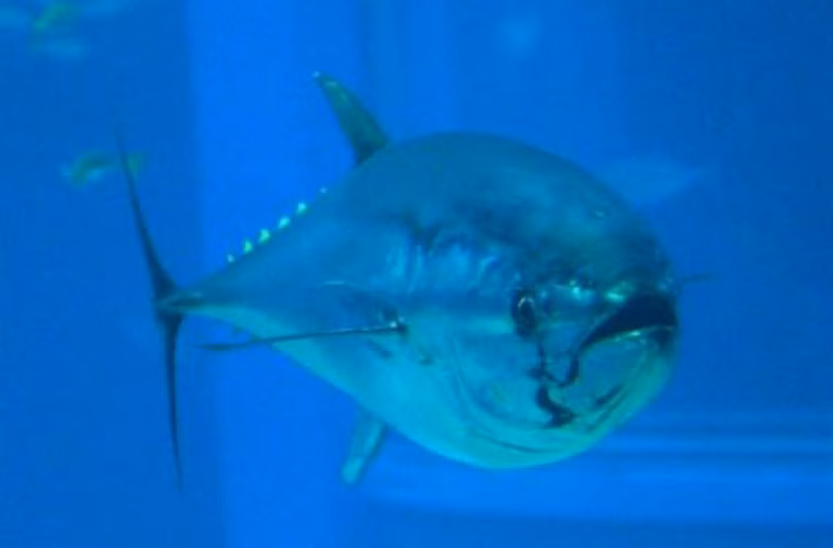 Cá ngừ vây xanh đã sụt giảm nghiêm trọng do nhu cầu là sushi gia tăng.