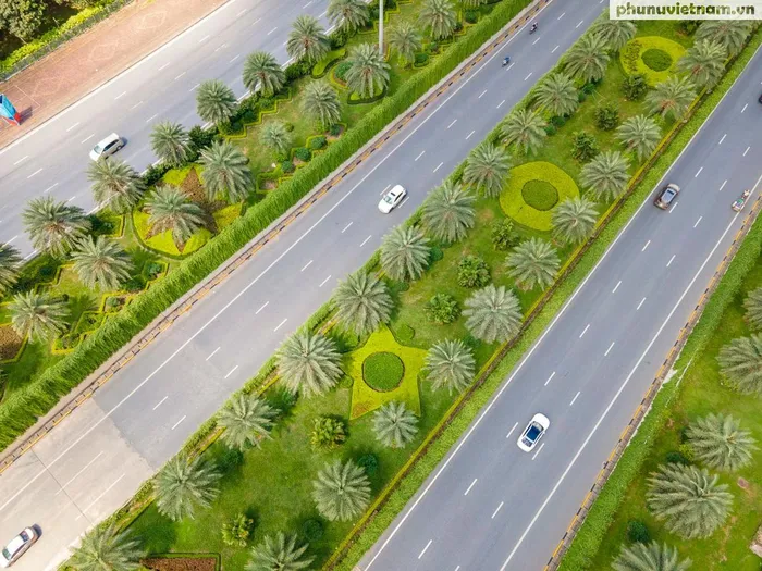 Việc lựa chọn trồng loại cây này ở một địa điểm nhiều bê tông như đoạn hầm chui Trung Hòa đã góp phần quan trọng trong việc giảm “hiệu ứng đảo nhiệt đô thị”, giảm bức xạ, giảm nhiệt độ không khí và nhiệt độ bề mặt lòng đường.