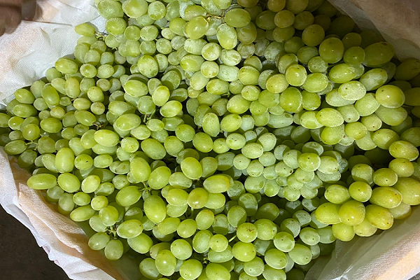 Nho Trung Quốc giá 20.000 đồng/kg tràn ngập chợ - Hình 2 Nho Trung Quoc gia 20.000 dong/kg tran ngap cho-Hinh-2