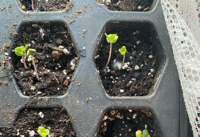 Sheride còn tận dụng cả những ô để trứng gà, vun đất vào trồng những loại cây mầm. Sau khi có vườn, nguồn nguyên liệu để nấu ăn của gia đình Sheride phong phú hơn, cô nói tạm biệt với những loại đồ ăn đóng hộp hay nguyên liệu có chất bảo quản. Cuối tuần thay vì phải đi vào thành phố khá xa để mua đồ ăn, thì giờ đây đó là thời điểm cả gia đình cô cùng nhau chăm sóc khu vườn. Từ những chú gà con, vịt con giờ đây đã được gia đình Sheride nuôi lớn và có thể đẻ trứng, thậm chí họ còn ấp để nở ra những lứa tiếp theo. Loại cây trái từ hạt giống chuyển sang mọc mầm, lớn và sai quả do sự chăm sóc tỉ mỉ cũng tình yêu thương. Đây là điều quan trọng nhất mà Sheride luôn viết trong những bài chia sẻ của mình: "Hãy làm vườn bằng tình yêu, sự đam mê, kiên trì và đừng bỏ quên chúng bất cứ ngày nào!"