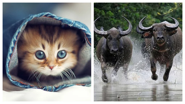 Tuổi Mão: Tử vi dự báo rằng vận trình của người tuổi Mão chính là con giáp may mắn trong dịp cuối năm 2023. Trong khoảng thời gian này những người tuổi Mão chính là con giáp cầu tài đắc tài cầu lộc đắc lộc trong 3 tháng cuối năm này.