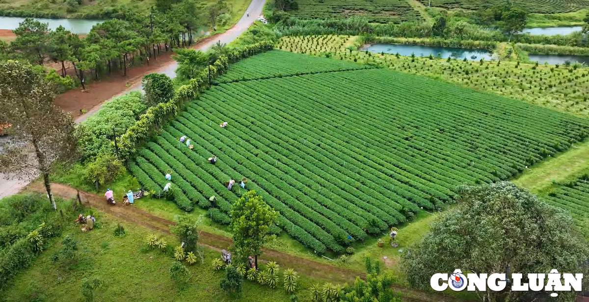 Kham pha doi che Tam Chau (Bao Loc) - thien duong mau xanh-Hinh-4