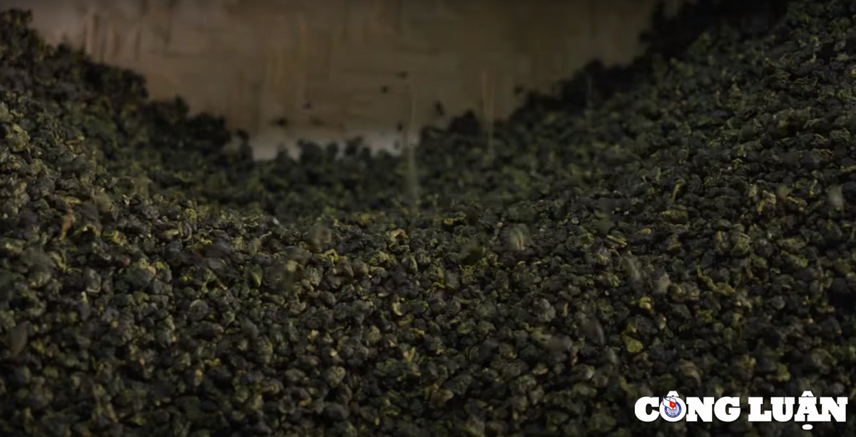 Kham pha doi che Tam Chau (Bao Loc) - thien duong mau xanh-Hinh-3