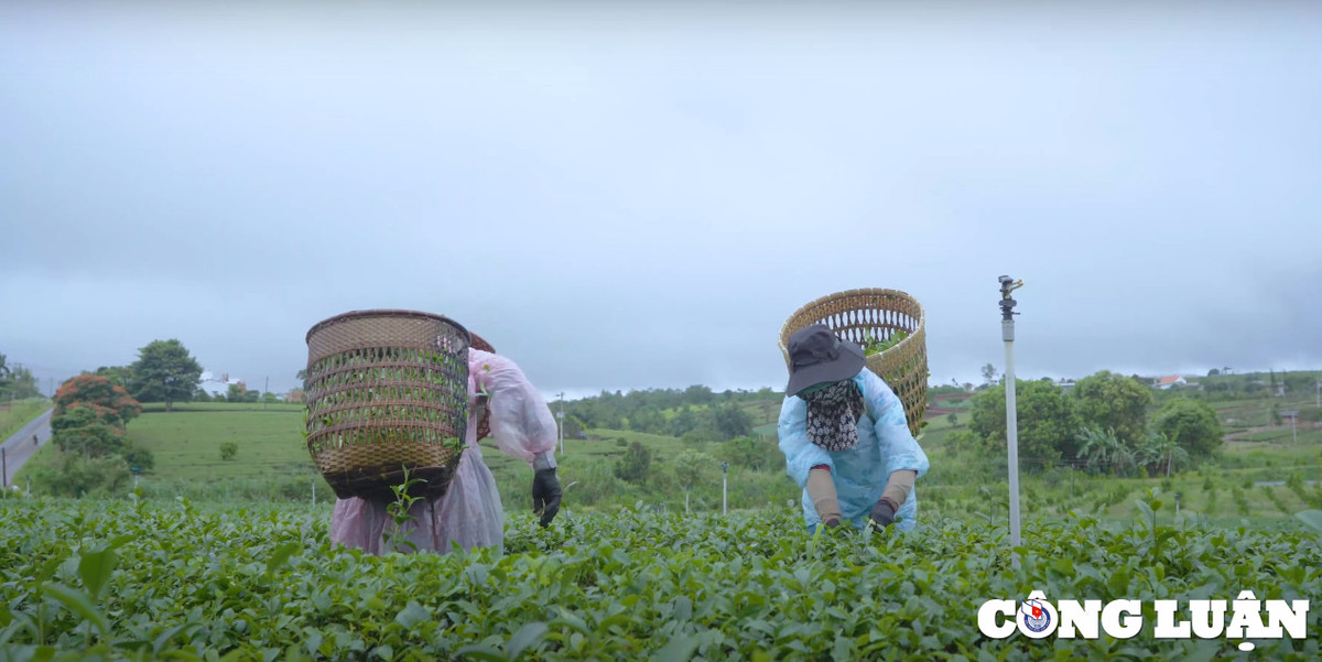 Kham pha doi che Tam Chau (Bao Loc) - thien duong mau xanh-Hinh-2