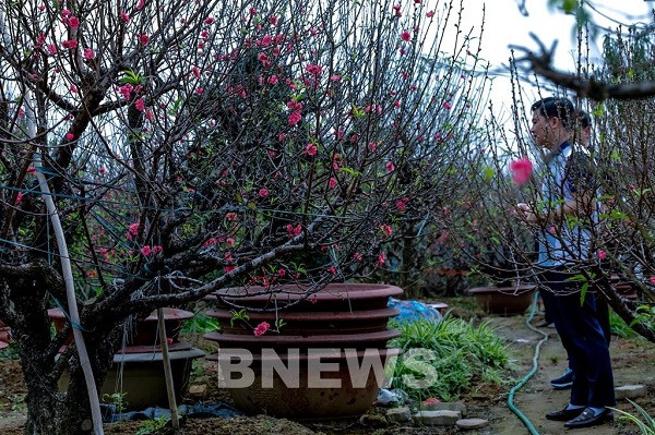 Vuon dao Phu Thuong - toa do chup anh Tet xin so-Hinh-2