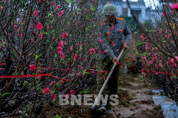 Vuon dao Phu Thuong - toa do chup anh Tet xin so-Hinh-4