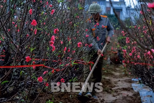Vuon dao Phu Thuong - toa do chup anh Tet xin so-Hinh-4