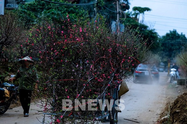 Vuon dao Phu Thuong - toa do chup anh Tet xin so-Hinh-5