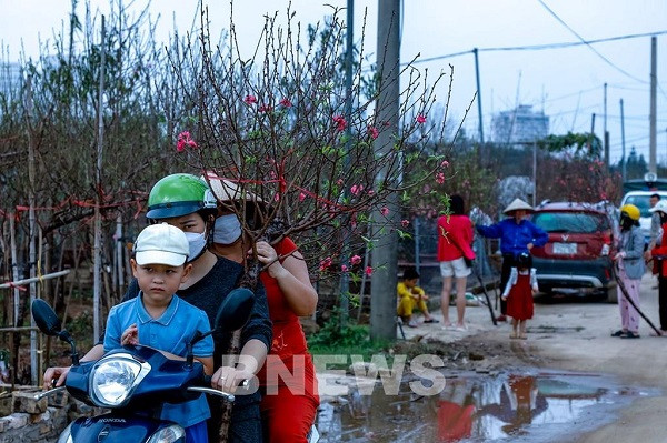 Vuon dao Phu Thuong - toa do chup anh Tet xin so-Hinh-7