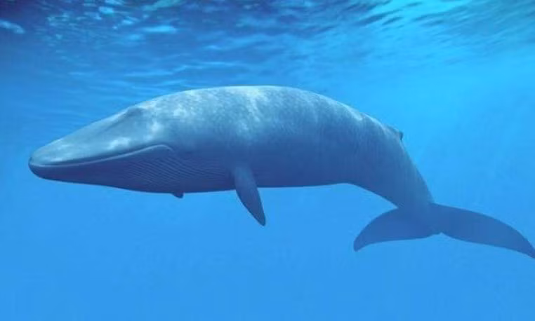 Tai sao ca voi phai noi len de tho nhung lai thich ngu duoi bien?-Hinh-2