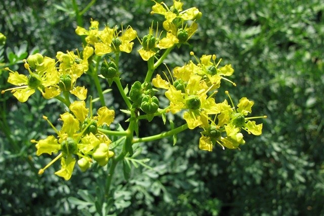 Khu vuon trong hon 100 loai cay kich doc, co the gay chet nguoi-Hinh-5