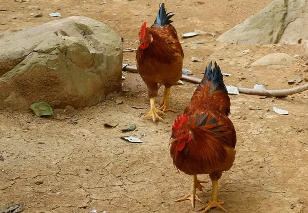 Dai gia tra 50 trieu mua 1 con ga chin cua ve an Tet