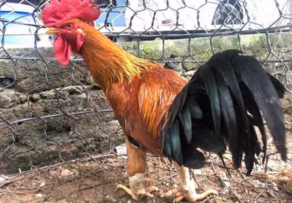 Dai gia tra 50 trieu mua 1 con ga chin cua ve an Tet-Hinh-2