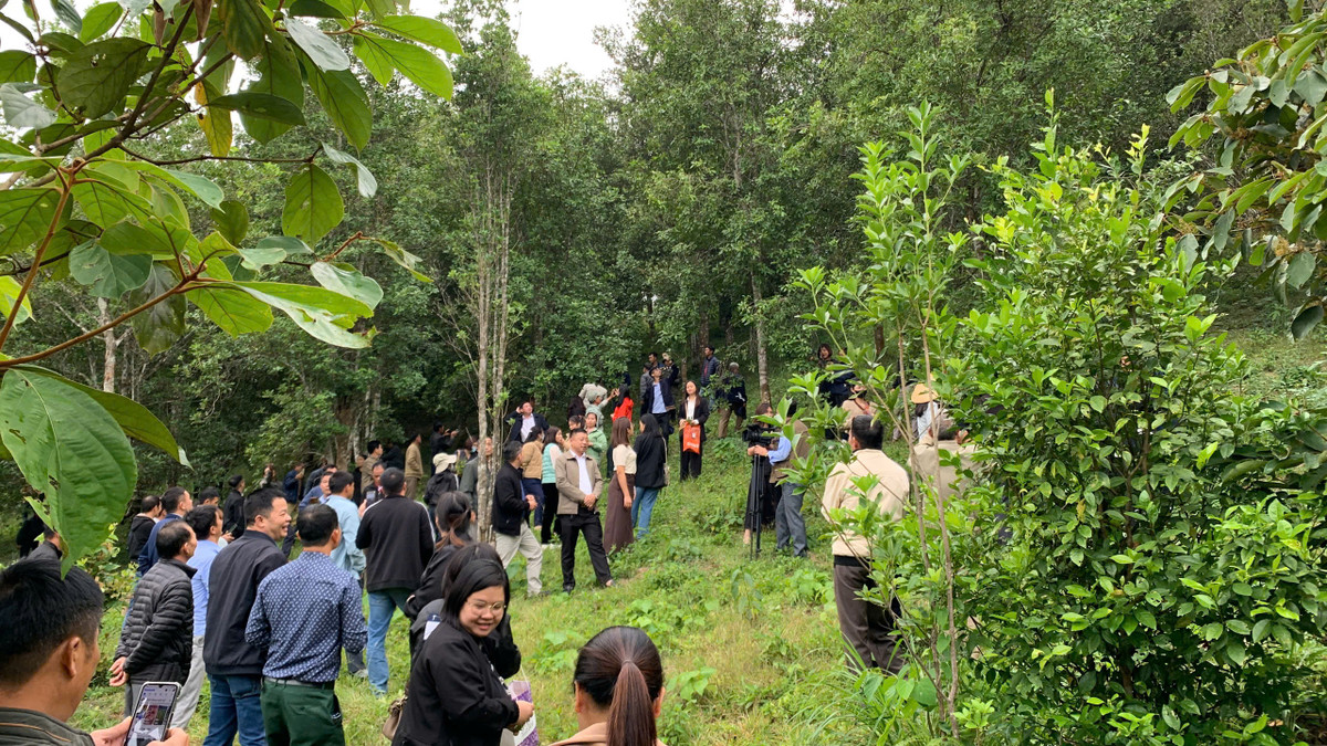 Trồng hồi hữu cơ, thu nhập tăng gấp đôi Trong hoi huu co, thu nhap tang gap doi