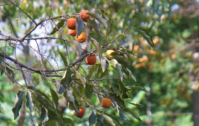 Nghệ An: Loại quả đặc sản giá bán cao kỷ lục Nghe An: Loai qua dac san gia ban cao ky luc