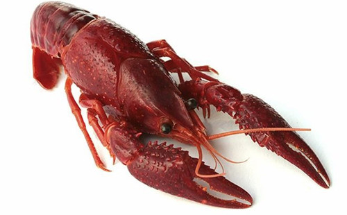 Trong khi đó, tôm càng chứa nhiều nguyên tố kim loại nặng, ký sinh trùng và các chất có hại khác. Rửa qua với nước khó có thể làm sạch hoàn toàn. Để đảm bảo, bạn nên mua về làm sạch cẩn thận, tự chế biến món mình thích sẽ tốt cho sức khỏe hơn.