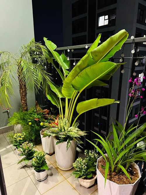 Trong căn hộ, Minh Hương còn trồng nhiều cây cảnh ở ban công.