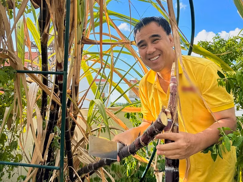 Nam MC thu hoạch mía vợ trồng trong biệt thự. Ảnh: FB Quyền Linh.