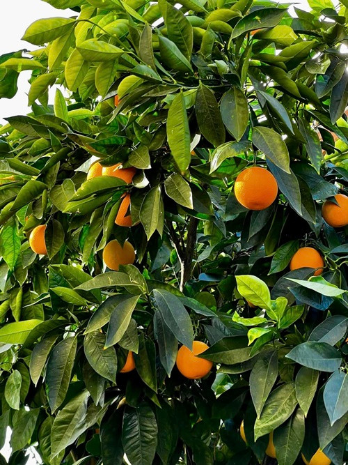 Gần đây, Diệu Hương chia sẻ các góc của biệt thự vào những ngày cận Tết Nguyên đán 2025.