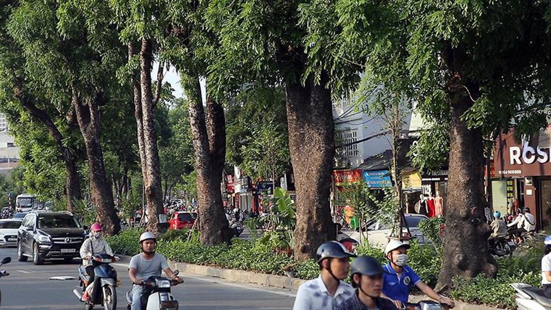 Những cây xà cứ có đường kính khoảng 2 người ôm trên trục đường Láng.