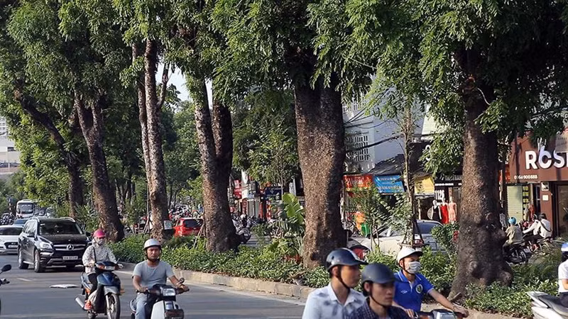 Những cây xà cứ có đường kính khoảng 2 người ôm trên trục đường Láng.