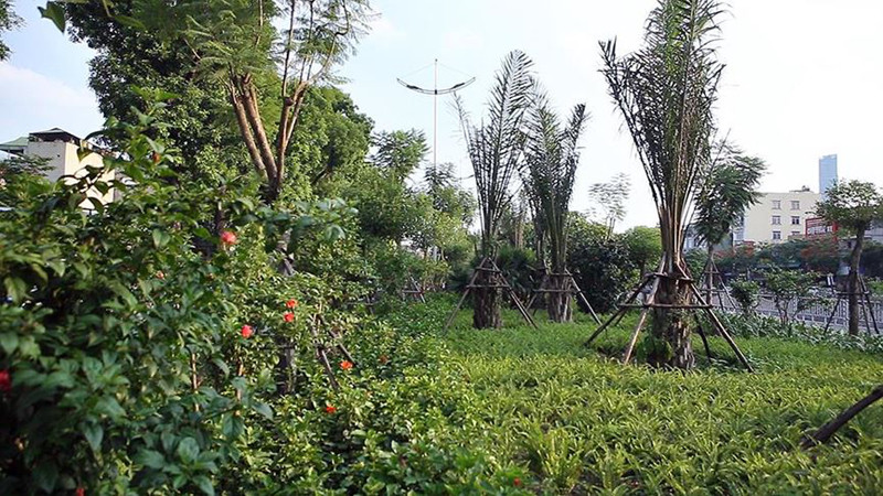 Cây xanh góp phần làm giảm hiệu ứng nhà kính.