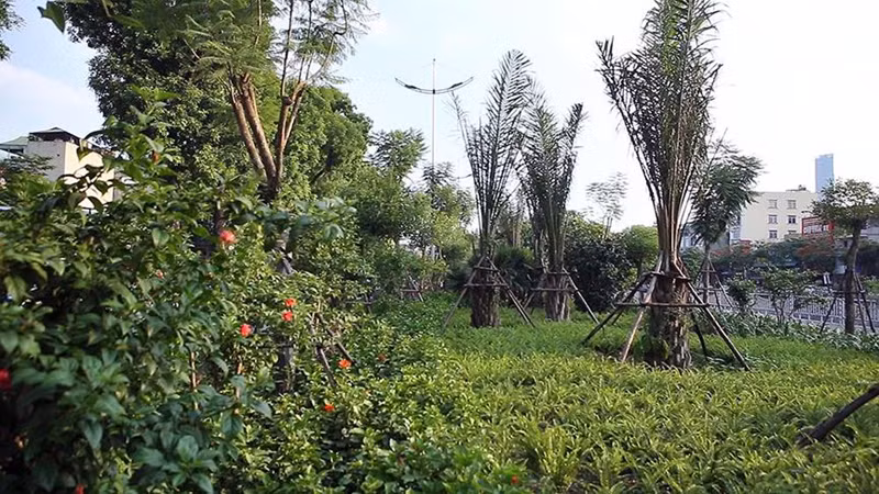 Cây xanh góp phần làm giảm hiệu ứng nhà kính.