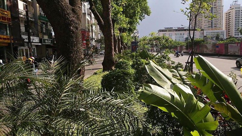 Hiện tại ở thủ đô, rất nhiều tuyến đường được chăm chút cây xanh với thảm thực vật phong phú.