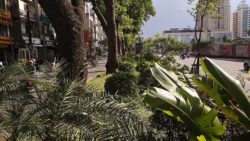 Hiện tại ở thủ đô, rất nhiều tuyến đường được chăm chút cây xanh với thảm thực vật phong phú.