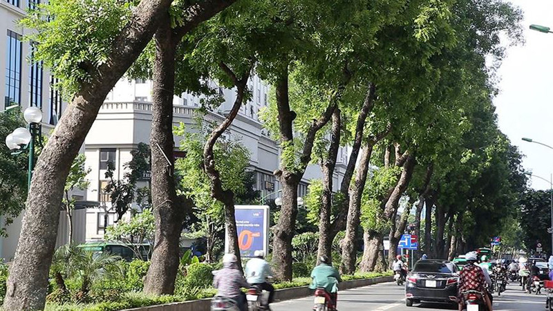 Tuyến đường Láng với hàng cây xà cừ cao hàng chục mét.