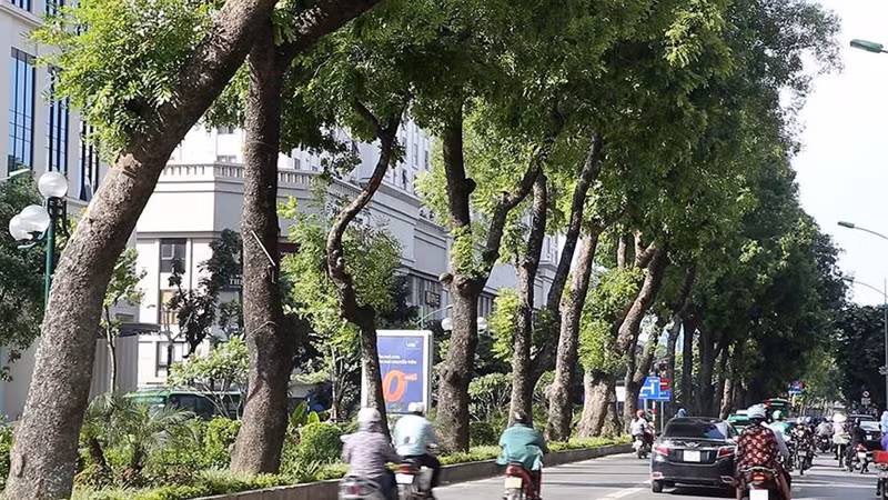 Tuyến đường Láng với hàng cây xà cừ cao hàng chục mét.