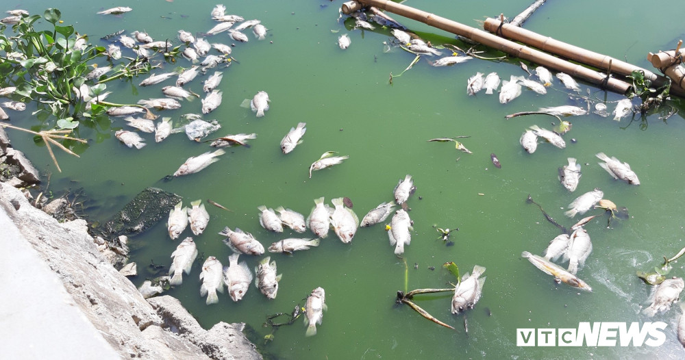 Ca chet noi trang ho o Da Nang: Cong ty Thoat nuoc khang dinh do nang nong, dan noi do nguon nuoc thai-Hinh-2